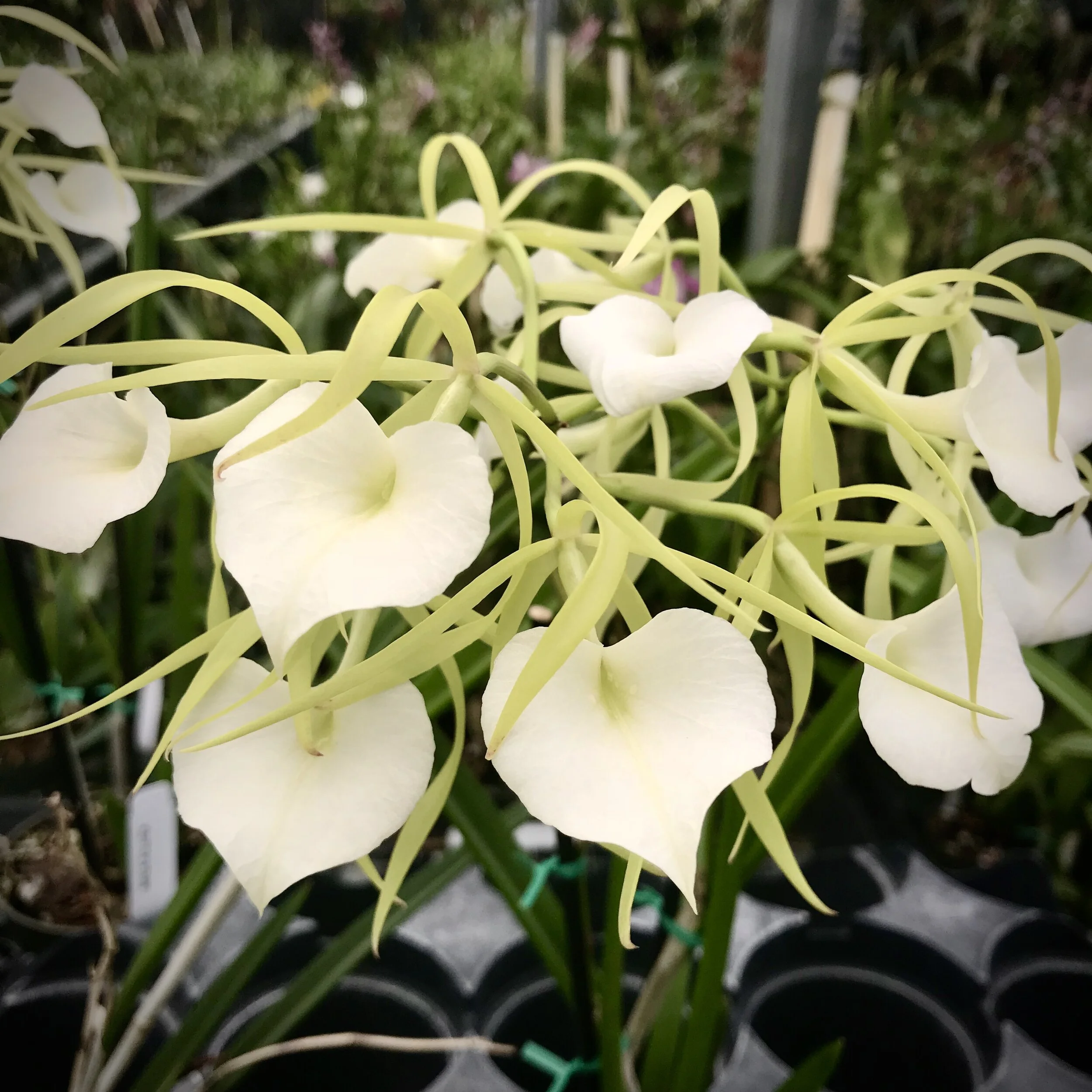 B. Little Stars — Palmer Orchids